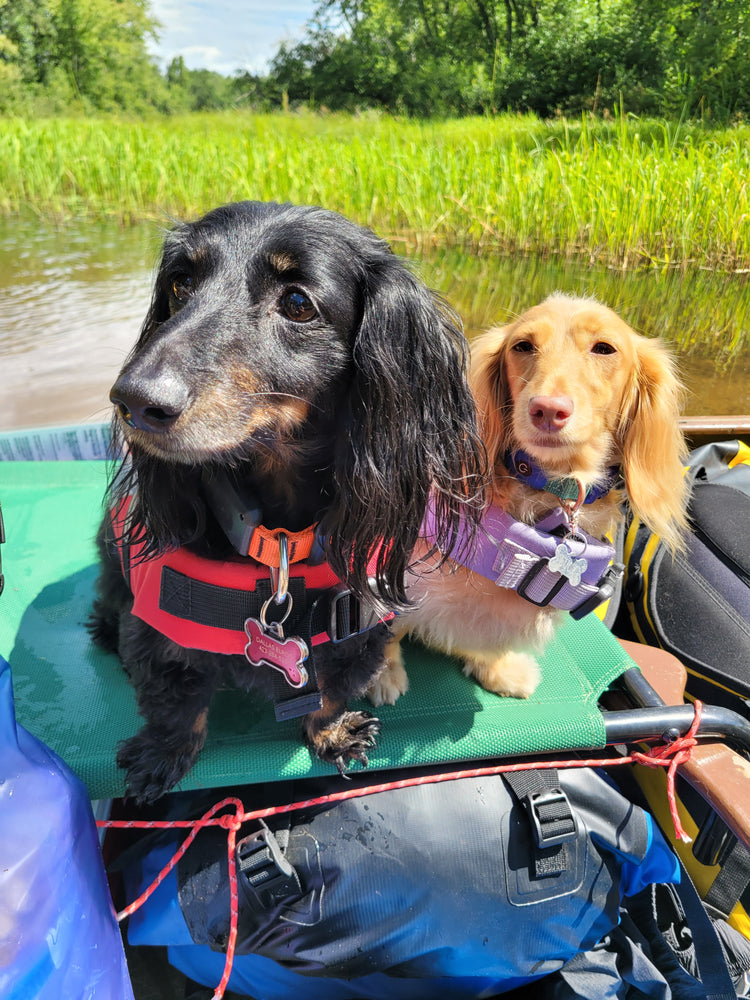 DOGS OF DOWNTOWN: Lucy & Ricky