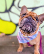 Summer Events that Support the MKE Dog Park