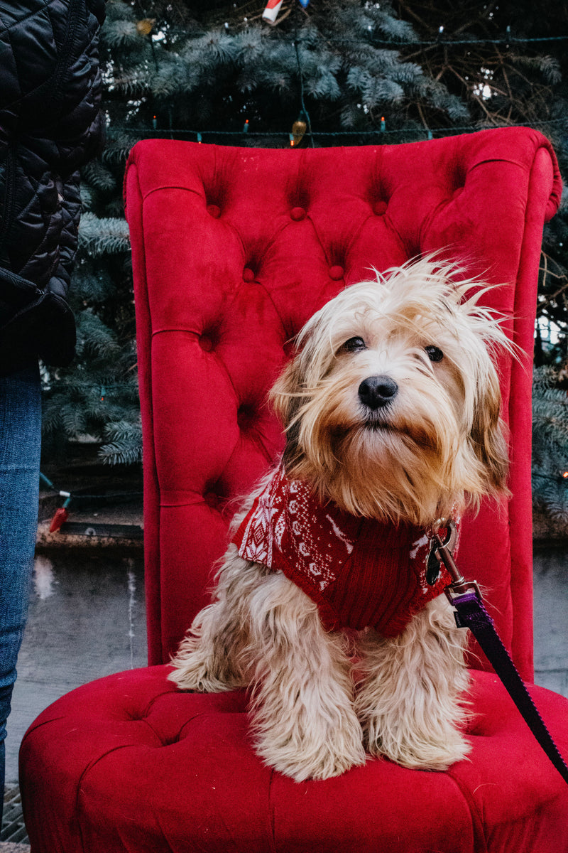 DOGS OF DOWNTOWN: Murphy & Archie – MKE Dog Park