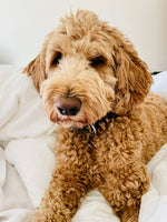 DOGS OF DOWNTOWN: Brewer