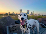 DOGS OF DOWNTOWN: ERNIE