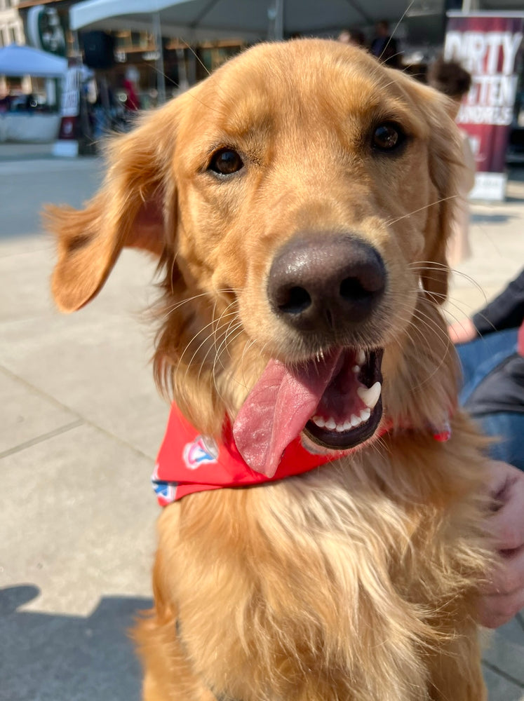 DOGS OF DOWNTOWN: Cash