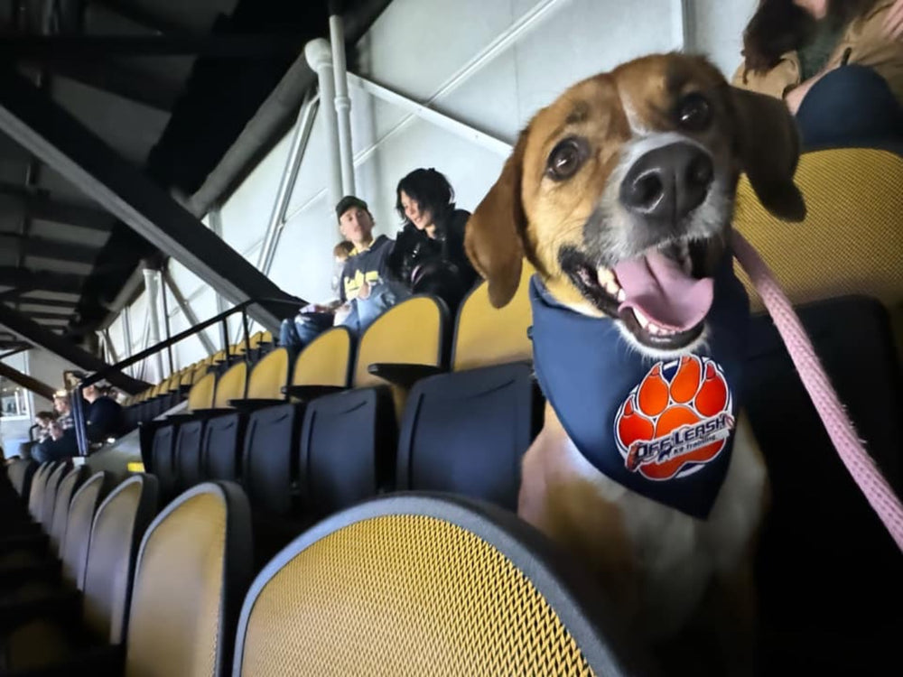 SPONSOR SPOTLIGHT: Off Leash K9