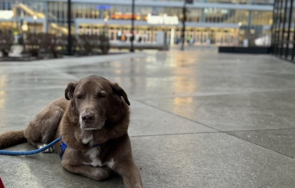 Dogs of Downtown: Barley