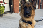 Dogs of Downtown: Max
