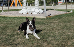 Dogs of Downtown: Bruce Cooper Wayne