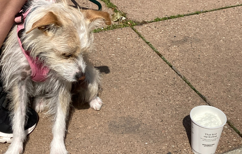 Dogs of Downtown: Piper