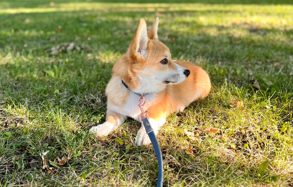 Dogs of Downtown: Dilly Pickle