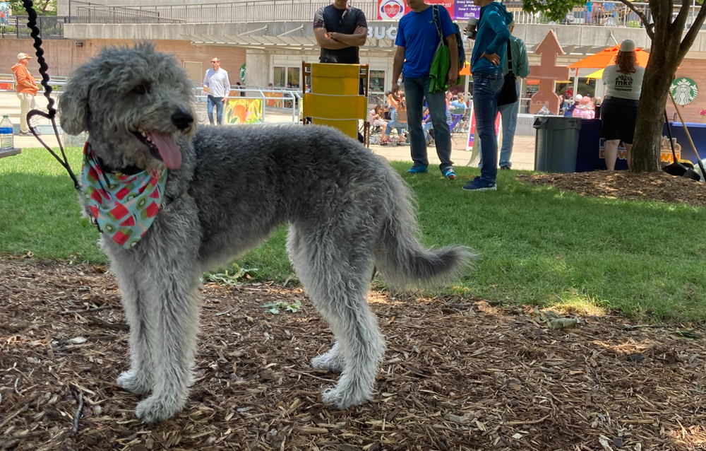 Dogs of Downtown: Rigby