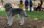 Dogs of Downtown: Rigby