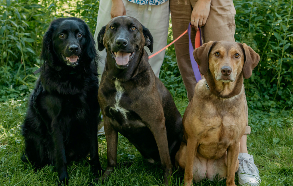 Dogs of Downtown: Keiler, Jupiter, and Benito
