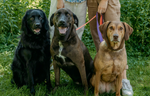Dogs of Downtown: Keiler, Jupiter, and Benito