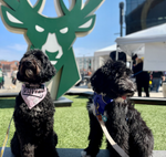 DOGS OF DOWNTOWN: RAVEN AND VADER