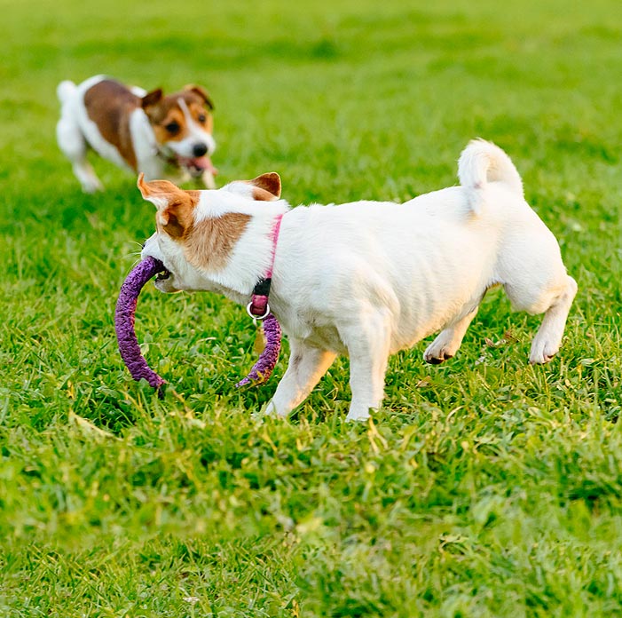 13 of the Best Milwaukee Dog Parks