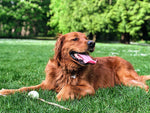 Large Downtown Dog Park Coming
