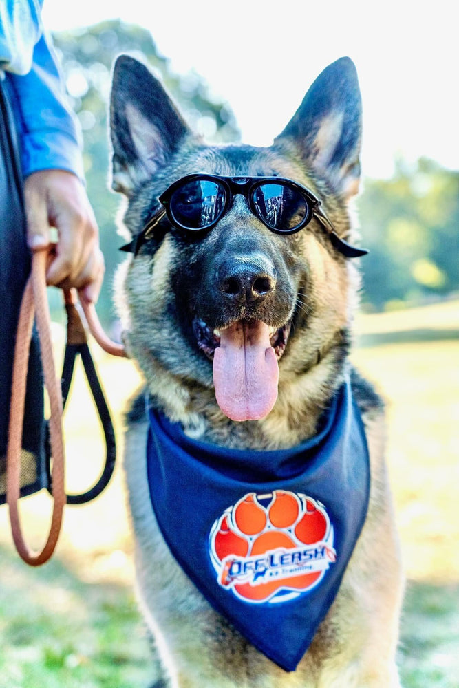 DOGS OF DOWNTOWN: Maverick