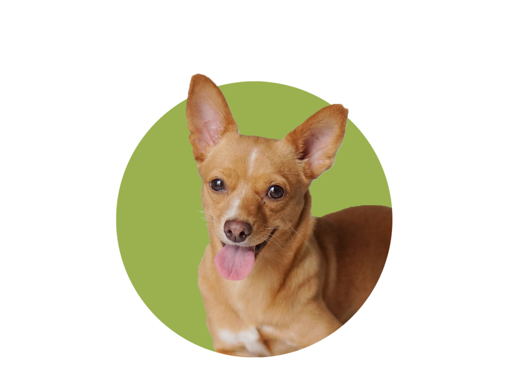 Chihuahua Puppies For Rehoming Near Me Best Outlet Ocrabnampa chihuahua-puppies-for-rehoming-near-me-best-outlet-ocrabnampa